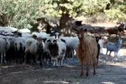 Greece Imposes Emergency Sheep Movement Ban Amid Contagious Sheeppox Outbreak