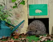 Hedgehog Highways Mandatory for New UK Buildings as Lords Back Landmark Bill