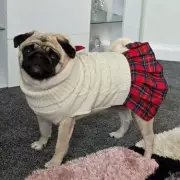 Heroic 11-Year-Old's Quick Thinking Saves Beloved Pug from Vicious Dog Attack in Harrow Park