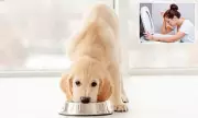 Hidden Hazards in Your Home: Experts Reveal How Pet Food Could Pose Deadly Risks to Your Family