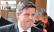 Holyrood's Seagull Spat: How a Bird Dropping Saga Exposes Scotland's Political Farce