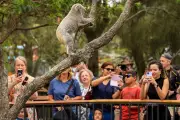 Hope for Koalas: New Vaccine Breakthrough in Fight Against Devastating Chlamydia Epidemic