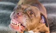 Horrific Dog Attack at Sydney Hospital: Woman Mauled by Rottweiler in St Mary's