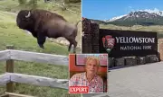 'Idiotic and Dangerous': Yellowstone Tourists Slammed for Dancing Near Wild Bison in Shocking Footage