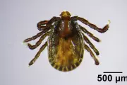 Invasive Asian Longhorned Ticks Spotted in Maine: Public Health Alert Issued