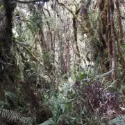 Is It A Cat Or A Dog? Bizarre Creature Sparks Heated Online Debate | Mirror Online