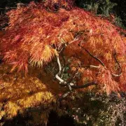 Is Your Japanese Maple Dying? The Crucial Warning Sign You Must Not Ignore