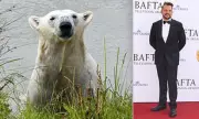 Jimmy Doherty's Wildlife Park Tragedy: Beloved Polar Bear Dies After Routine Dental Procedure