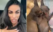 Katie Price's Sphynx Kittens Spark Major Animal Welfare Concerns | Exclusive