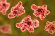 Kerala on High Alert: Deadly Brain-Eating Amoeba Claims Fifth Victim in India