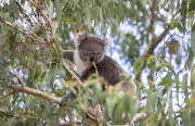 Koala Crisis: Conservationists Slam 'Total Failure' of Australia's Nature Laws as Habitat Vanishes