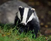 Labour Scraps Badger Cull: New Report Backs Cattle Vaccine to Tackle Bovine TB