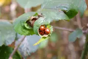 Ladybird Invasion UK: Why Britain is Experiencing a Surge in Spotted Insects