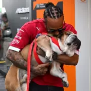 Lewis Hamilton's Beloved Bulldog Roscoe Passes Away: F1 World Mourns