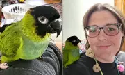 Lost Parrot Sparks Massive Community Search in St Paul's Cray | Touching Reunion