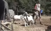 Maine Police Goat-napped: Hilarious Standoff as Officers Rescue Screaming Goat from Distressed Woman's Car