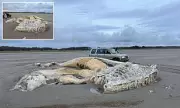 Marine Mystery on British Shore: Baffling Sea Creature Carcass Washes Up on Beach