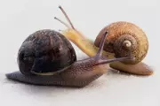 Meet Jeremy: The 'One-In-A-Million' Snail With A Rare Left-Spinning Shell | UK Wildlife Discovery