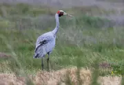 Melbourne's Unlikely Avian Paradise: How a Sewage Farm Became a Haven for 300 Bird Species
