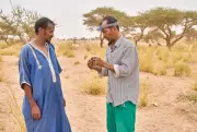 Meteorite Gold Rush: How TikTok Traders Are Plundering Mauritania's Cosmic Treasures