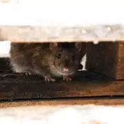 Mice Invasion Warning: The Unlikely Garden Feature That's Luring Rodents Into Your Home