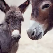 Miracle Donkey Foal's First Hee-Haw After Life-Saving Surgery at Donkey Sanctuary