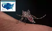 Mosquito Mayhem: Expert-Backed Guide to Bite-Proof Your Summer in the UK