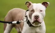 Mother's Pet XL Bully 'Biggie' Was Covered in Blood After Fatally Mauling 10-Year-Old Daughter, Inquest Hears