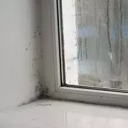 Mould Alert: The Hidden Danger in Your Home That Could Cost You Your Health and Your Deposit