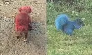Mystery in Connecticut: Squirrels Spotted with Bizarre Neon Red and Blue Fur in East Hartford