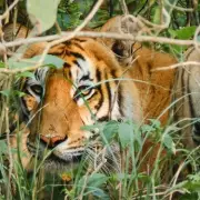 Mystery in the Mangroves: Human Remains Discovered in Nepal Jungle Identified as Missing Russian Tourist