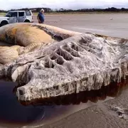Mystery of 70ft 'Sea Monster' Washed Up on UK Beach Baffles Experts | Exclusive