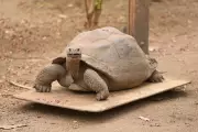 Mystery of the Indiana Tortoise: How a 90-Year-Old Reptile Was Found 700 Miles From Home