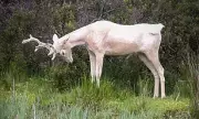 Mythical White Hart Spotted Roaming Scottish Highlands in Rare Sighting | Daily Mail