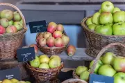 National Trust's Bumper Apple Harvest Yields Whopping 12 Tonnes from Kent Orchards