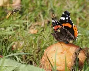 Nature's Unsung Heroes: Why Rotten Fruit is a Forager's Prized Treasure