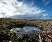 NatureScot Courts Private Investment in Landmark Scottish Conservation Shift