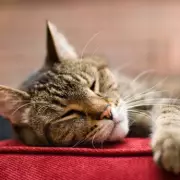 Neighbour's Poisonous Revenge: Cat Targeted in Petty Garden Feud