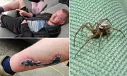 Noble False Widow Invasion: Britain's Most Venomous Spider Spreading Rapidly Across UK