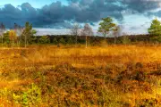 Northern Ireland's Peatlands: A New Power Source Fueling a Green Revolution