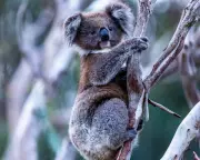 NSW Declares Landmark Great Koala National Park, Halts Logging Immediately
