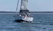 Orca Attack: Moment Pod of Killer Whales Sinks Tourist Boat in Terrifying Strait Encounter