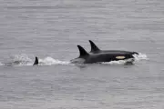 Orca Attack Sinks Yacht Off Portuguese Coast in Dramatic Marine Encounter