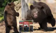 Orphaned Black Bear Cubs Find New Home at Columbus Zoo, Captivating Visitors with Adorable Debut
