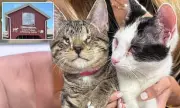 Peanut & Jelly: Blind Kitten Sisters Find Forever Home After Heartwarming Rescue | Daily Mail