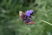 Purple Power: How a Sea of Knapweed is Saving Britain's Dark Chocolate Butterflies