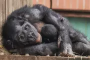 Rare Bonobo Baby Born at Twycross Zoo: A Beacon of Hope for Endangered Species