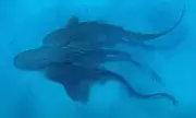 Rare Shark Threesome Filmed in Pristine Waters Off New Caledonia | Marine Biology Breakthrough