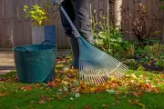 RHS Shakes Up Gardening Rules: Popular Plants Like French Lavender and Hebe Face the Chop