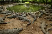 River Monster Attack: Crocodile Kills 65-Year-Old Woman in Rajasthan, India